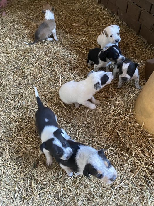 GRATUIT  6 caini ideali pentru PAZA