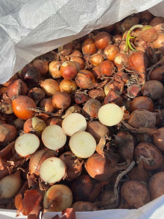 Продавам Арпаджик за посев