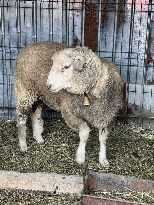 Oi metis texel 1 berbec si 2 oi