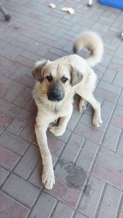 Spre adopție femela metis ciobanesc aprox. 7 luni