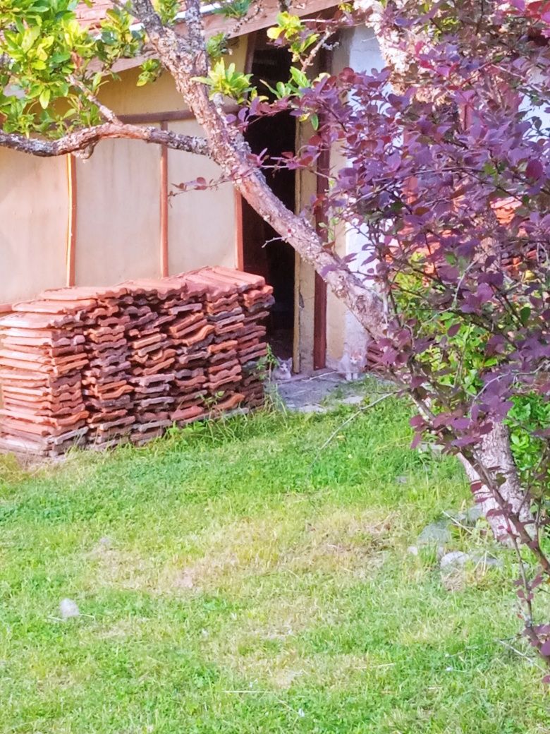 Котенца за осиновяване