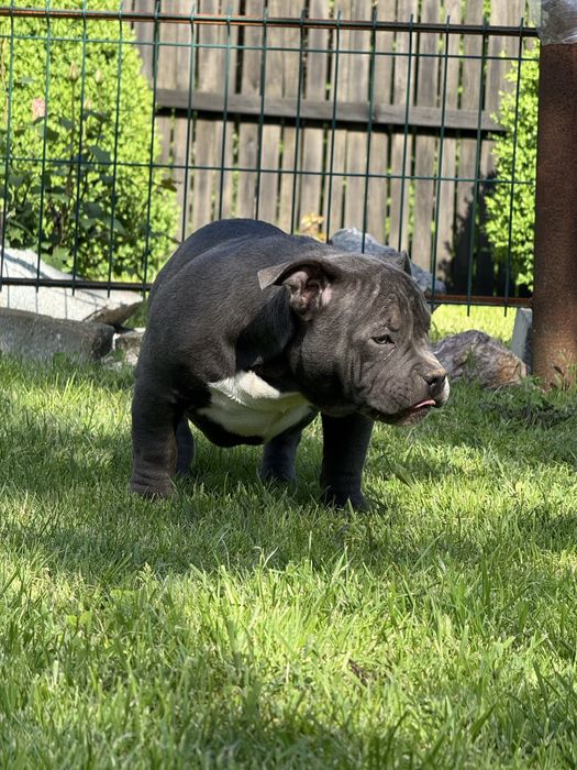 Vand femela american bully pocket