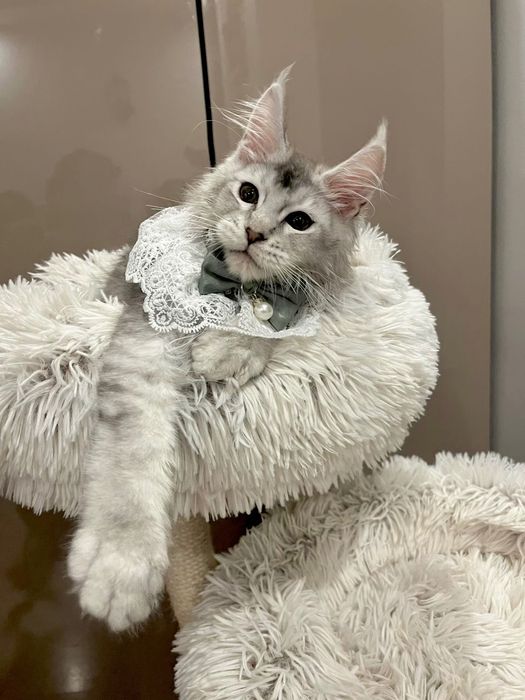 Baietel Maine Coon PEDIGREE Felisa