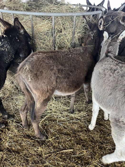 Vand magarite,mânze tinere