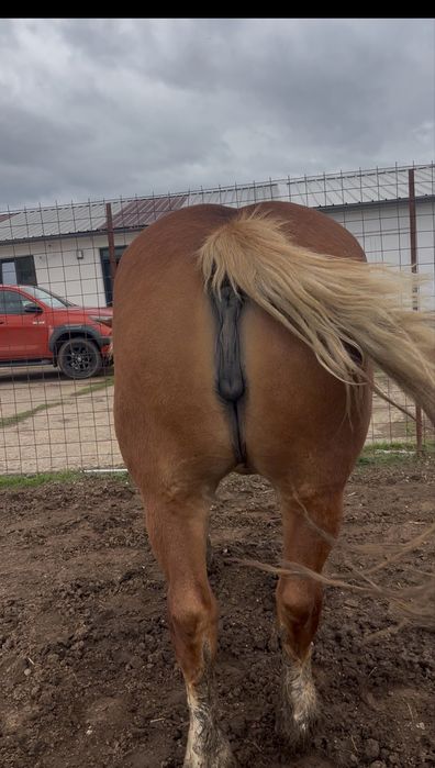 Vand iapa sange rece polonez