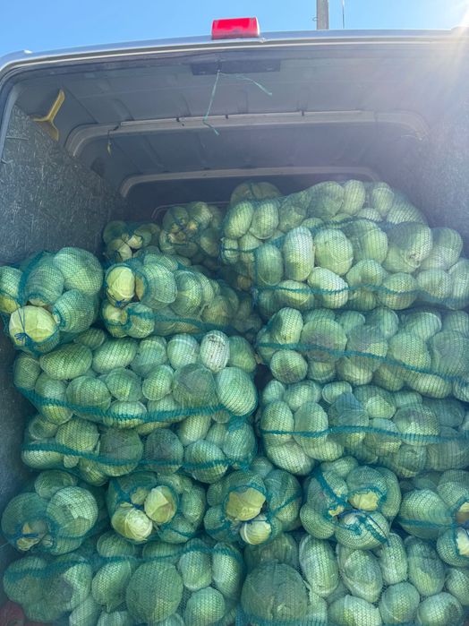 Varza de toamna pentru murat