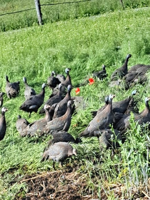 rate românesti, boboci de gâșca, bibilici