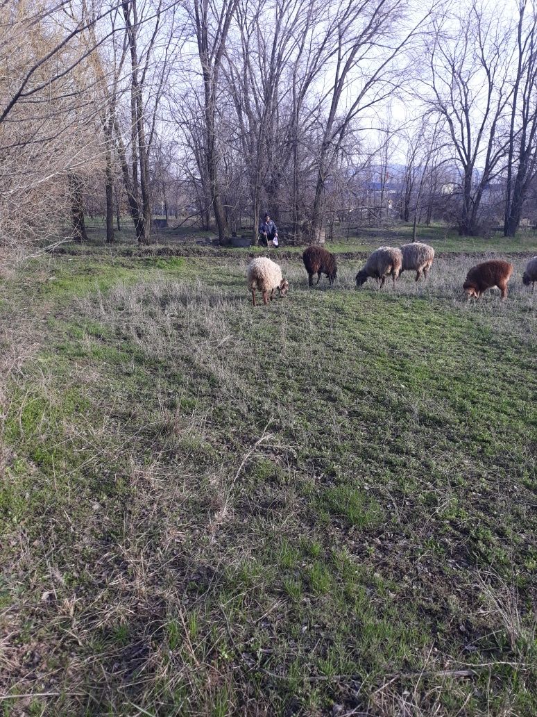 Сдам в аренду пастбише 400га и сенокос 100га за селом Мусабек .