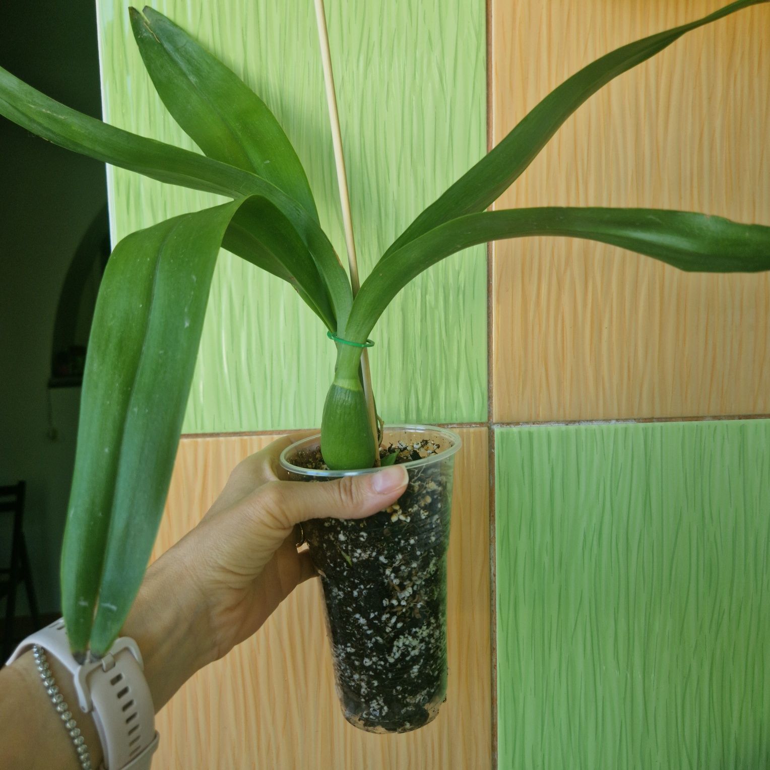 Vânzare Orhidee Encyclia Black Comet