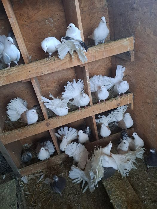 Porumbei pava de vanzare