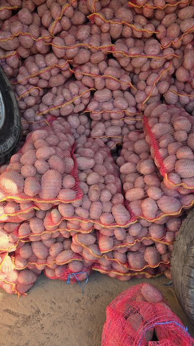 Vând cartofi de covasna