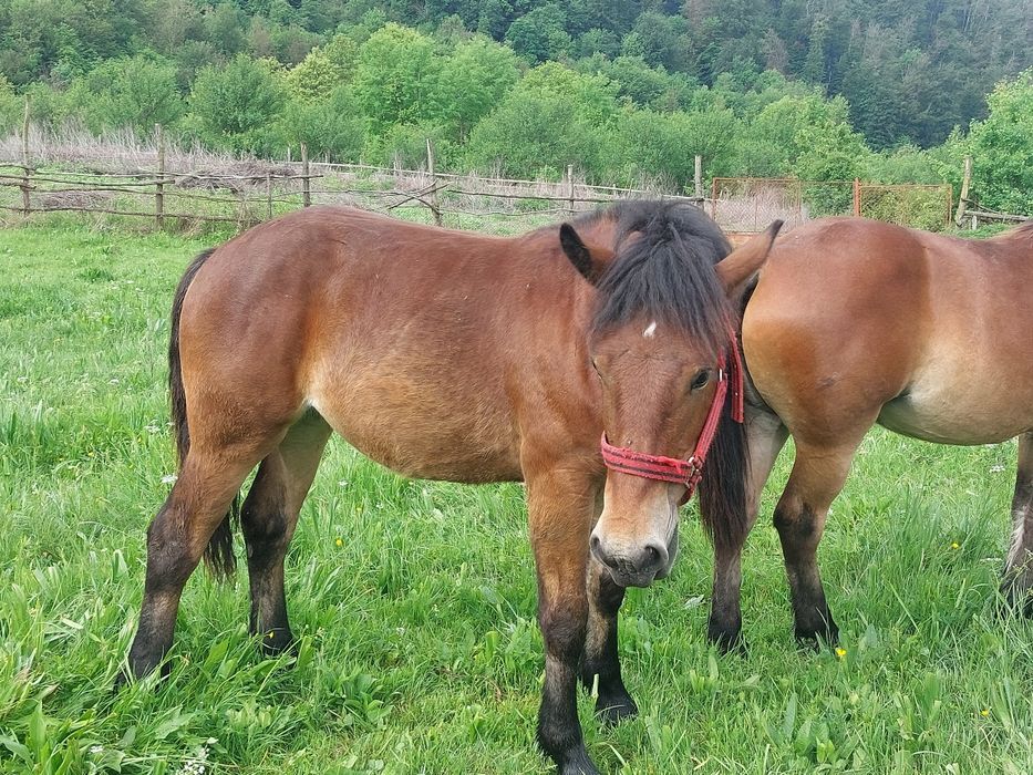Manza  3 bucati schimb cu vaci juninci