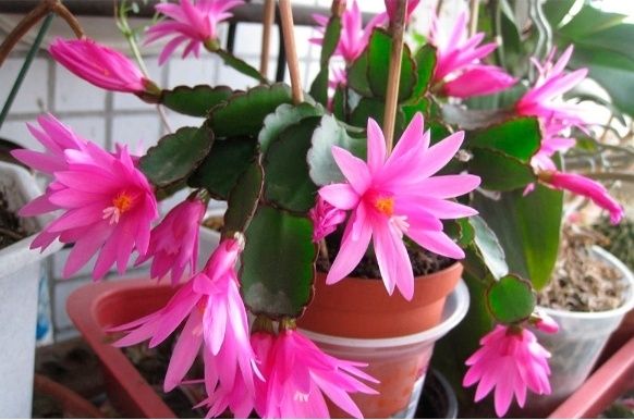 Пасхальник или рипсалидопсис