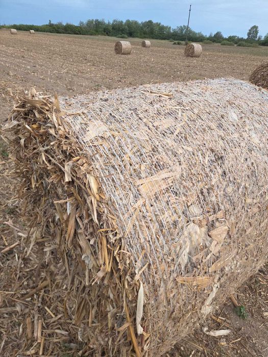 Vând 200 baloti de tulei