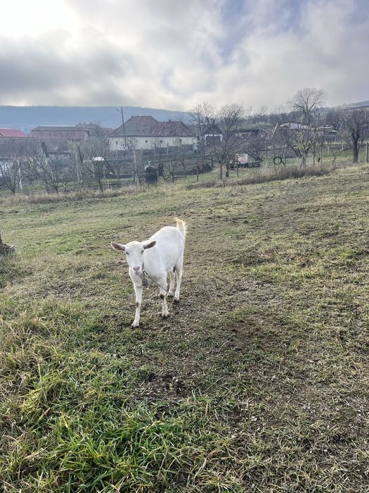 Vand o capra bune deafata rasa sanei si un tap alpina