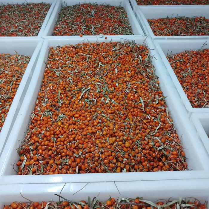 Продажа ягод облепихи, оптом