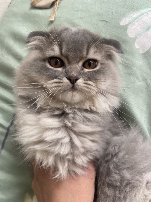 Zottor Mushukchalar sotiladi