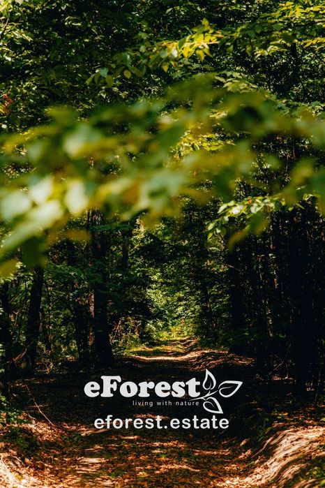 Loturi de teren lângă pădure