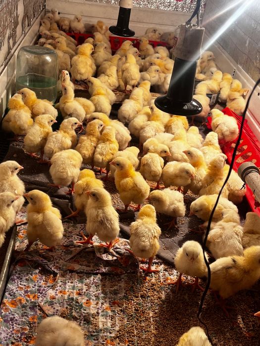 Цыплята бройлеры суточные