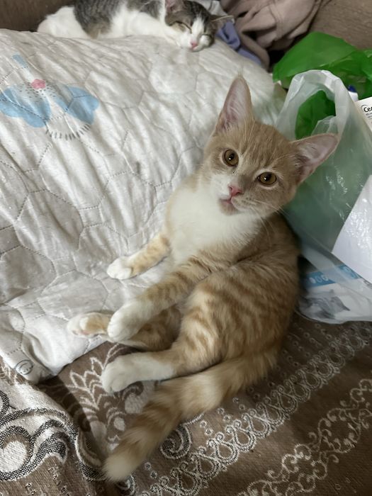 Котенок мальчик в хорошое руки