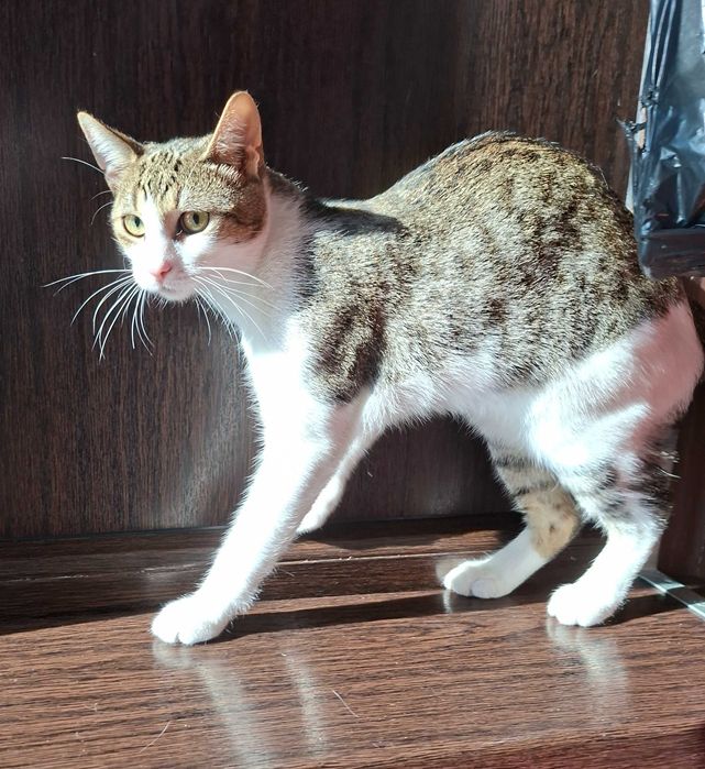 Adoptie pisica motan