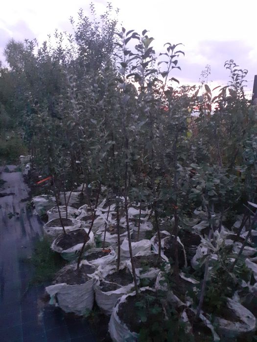 Pomi la container an 3