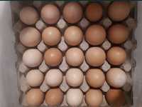 Ouă de găină 100% bio