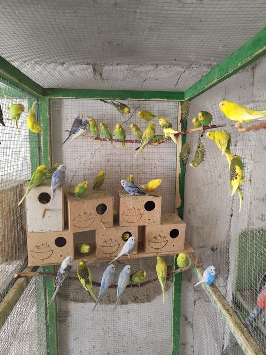 Papagali peruși, rozele , marele Alexander