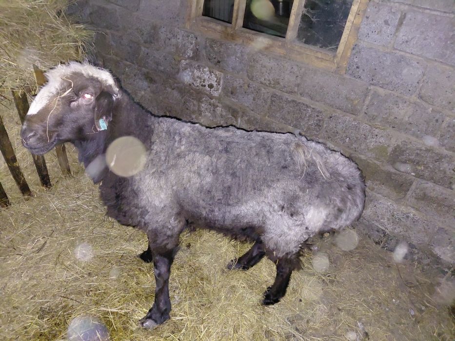 Продам крупного барана