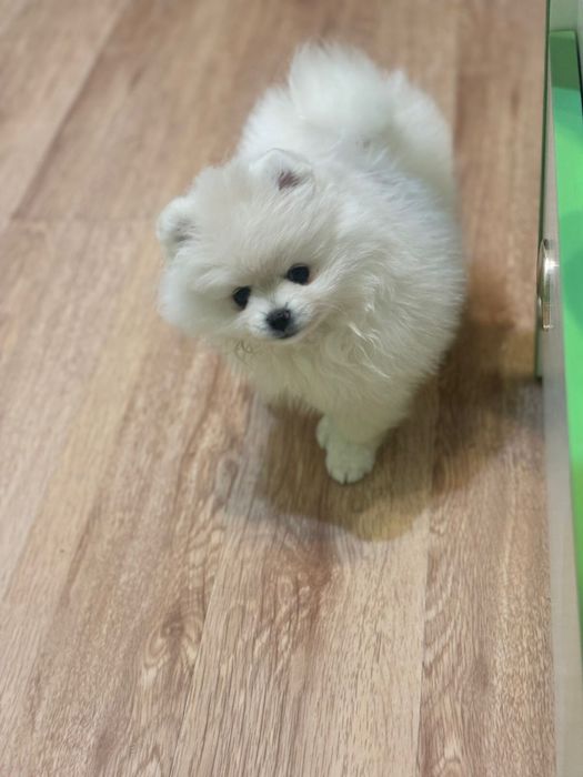 Продам прекрасного шпица девочку