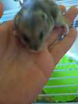 Vând hamster mascul cu tot cu, cusca
