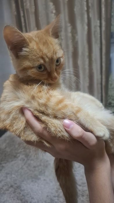 Отдам котенка в хорошие руки