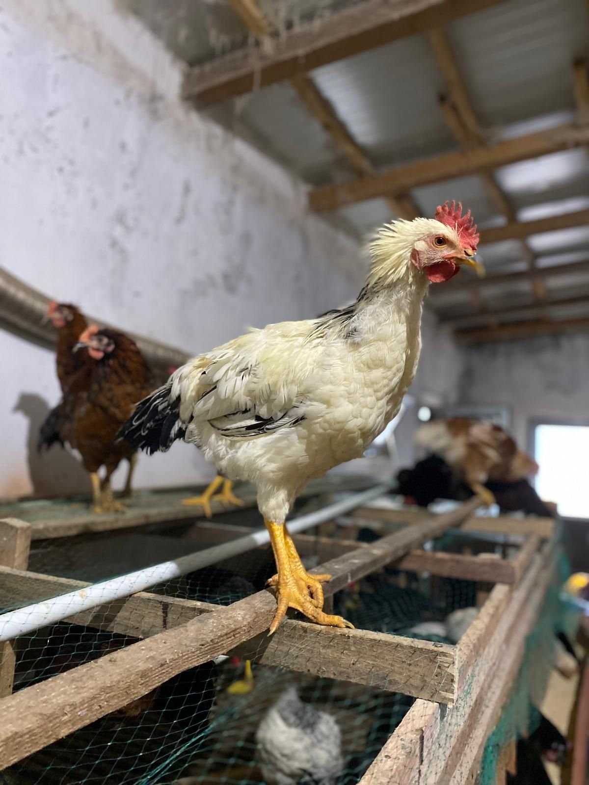 Vând cocoși de rasă!
