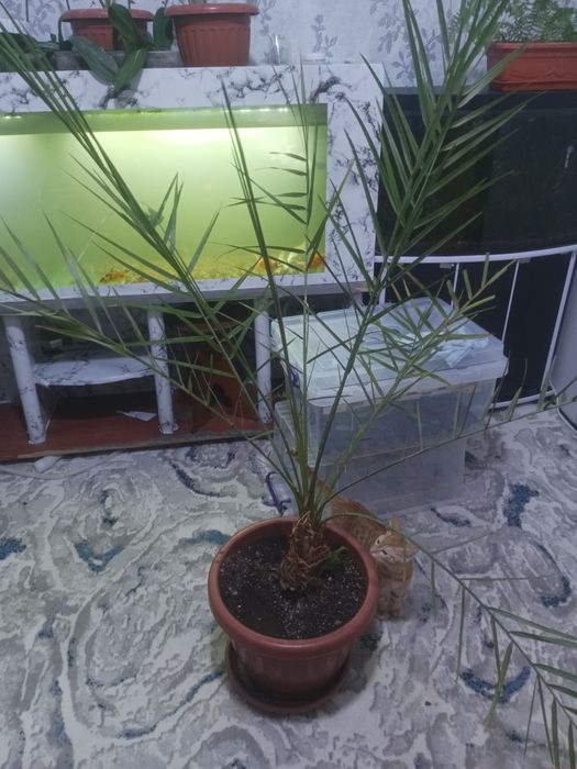 Продам финикавое дерево