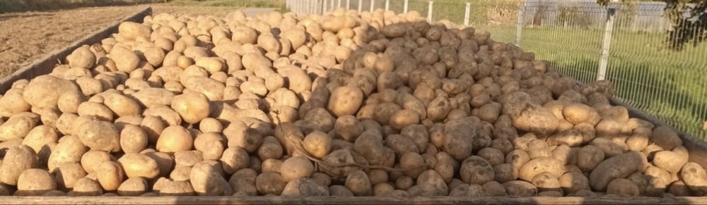 Vand cartofi albi - productie proprie
