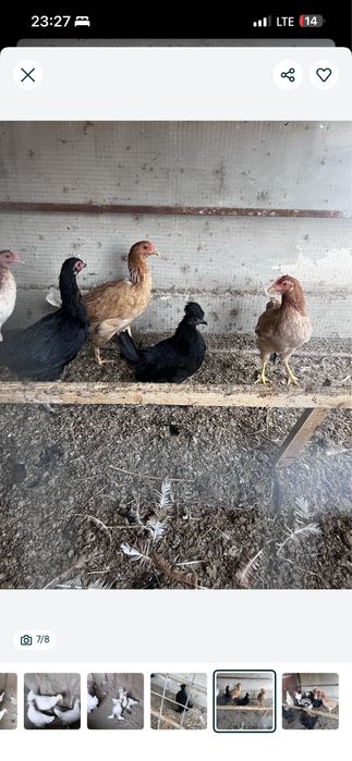 Yapon juchasi sotiladi tezda