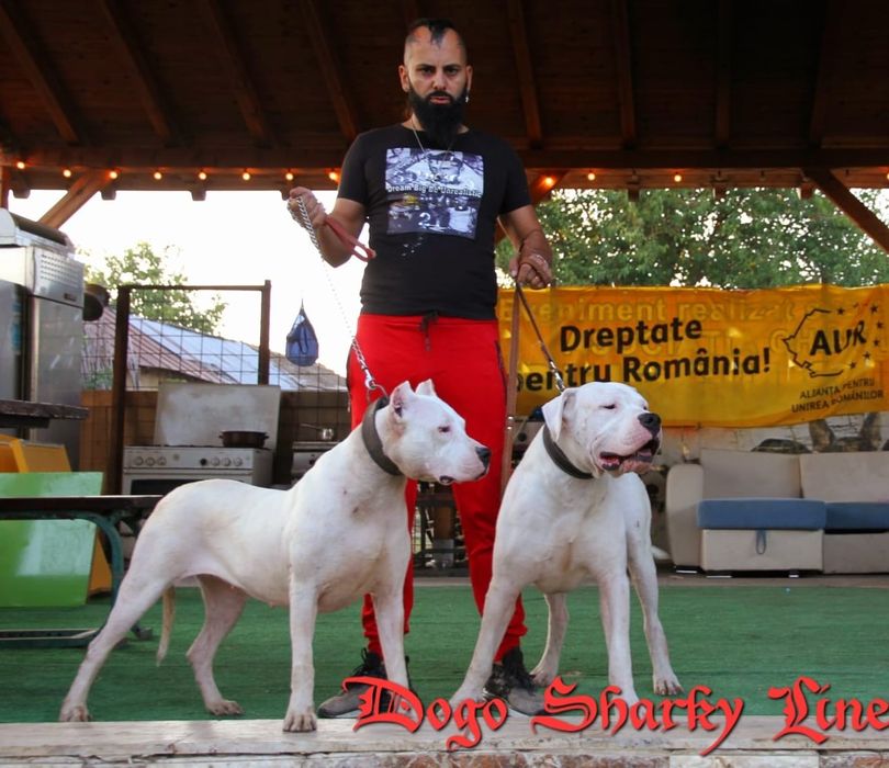 Pui Dogo Argentino cu pedigree – linii de vânătoare active