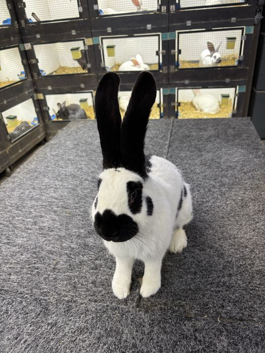 Mascul Uriaș Pestrit German