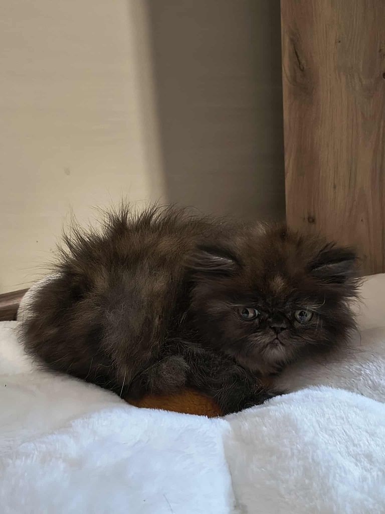 Персийски котенца