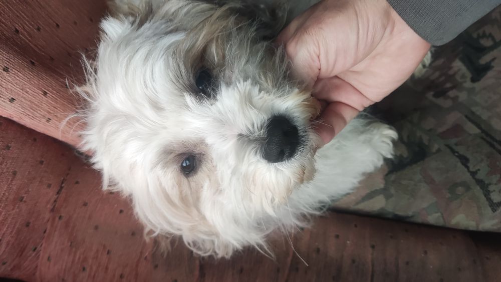 Cadou cățelușă Shih Tzu