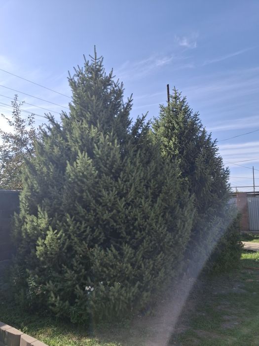 Ёлки тяньшанские..