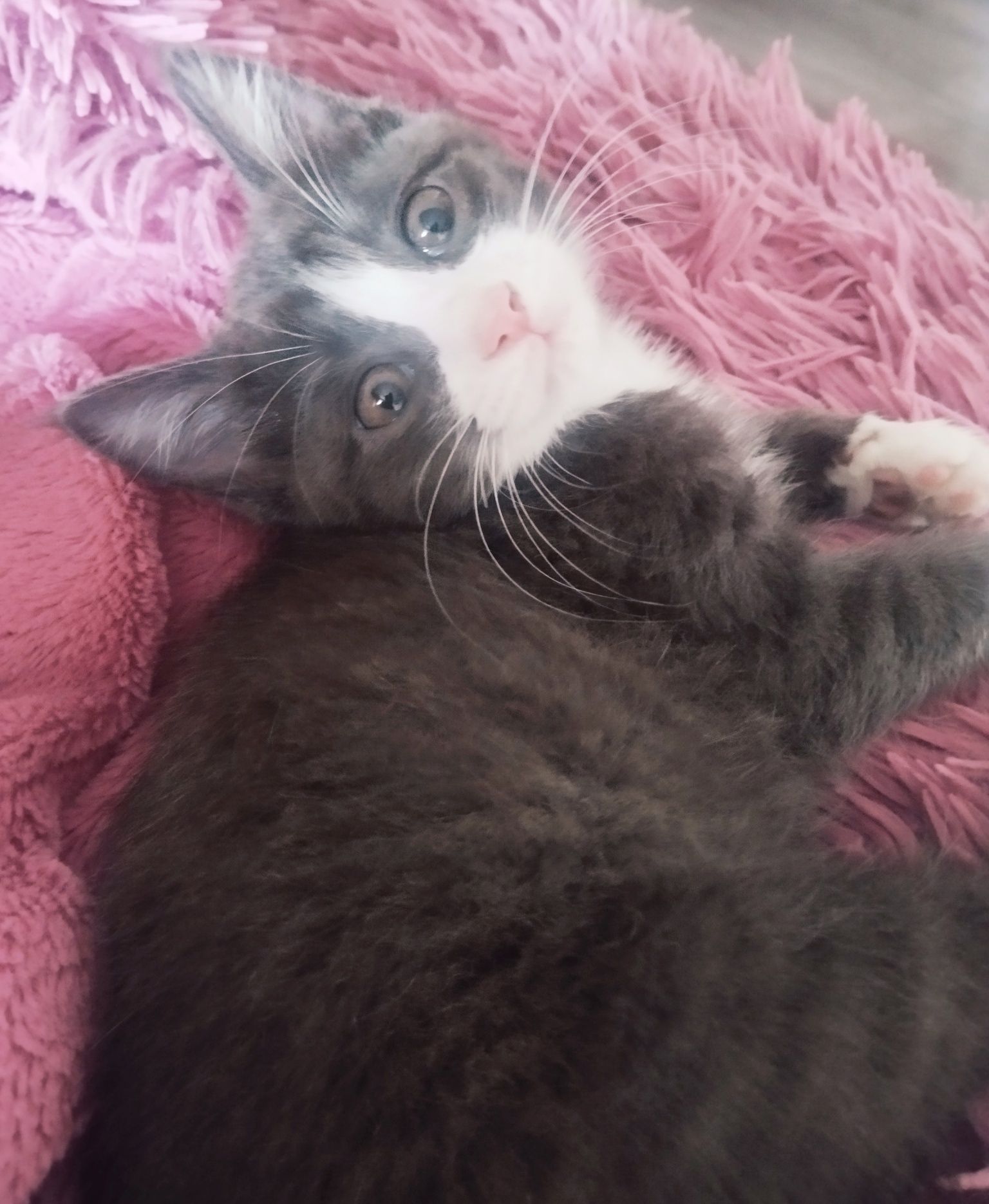 Котик Тема (2,5 мес)
