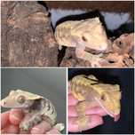 crested gecko femela