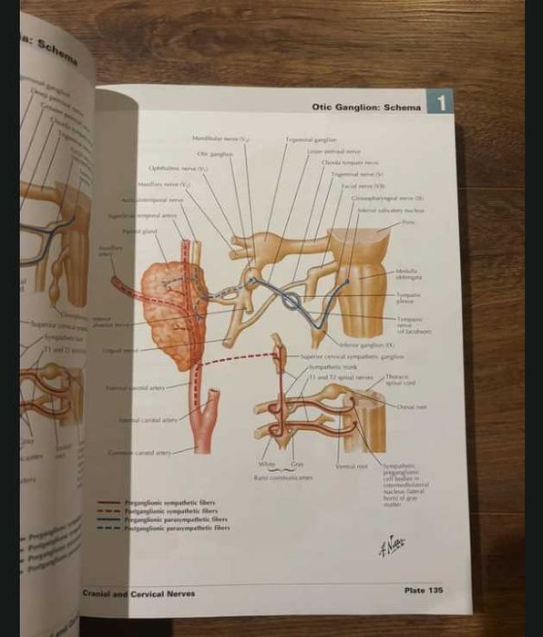 Atlas of Human Anatomy Netter