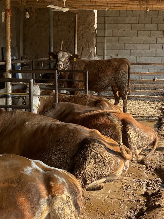 Укичча сотилоди 10 ойлик