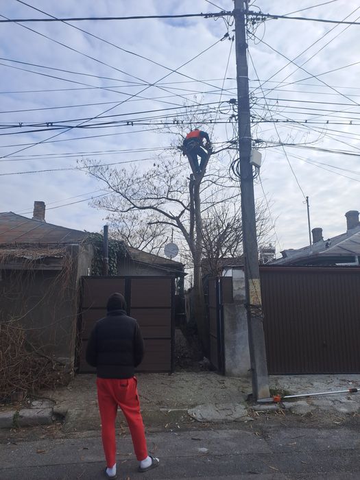 Curățare/Defrișări/Suprafețe/Tăiere Arbori/Rapid.