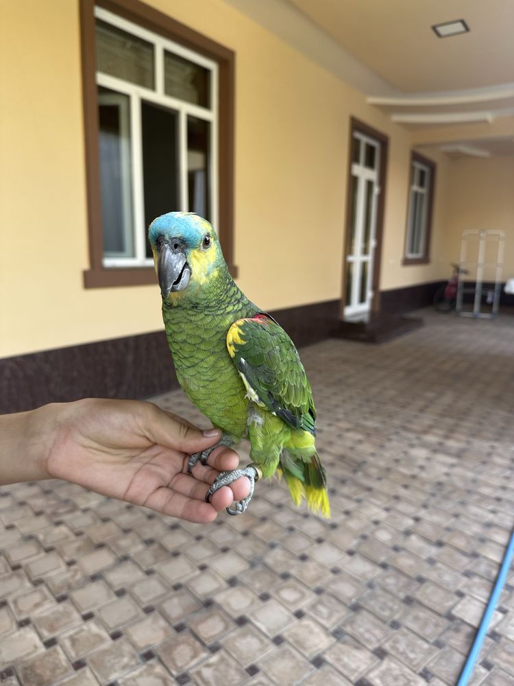 Синий лобий Амазон сотилади ручной 1 ёш.