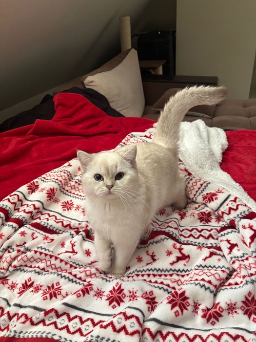 Британска шиншила Silver Point