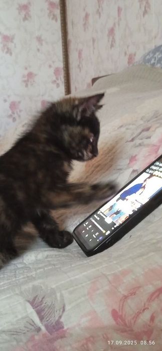 Отдам котёнка в хорошие руки