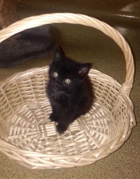 Замечательный котёнок!